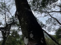 -深圳市中科院仙湖植物园
