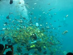 -瑞德姆美人鱼海底演艺主题餐厅(亚龙湾店)