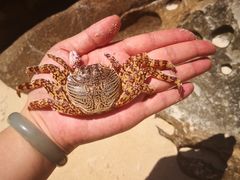 -东姑阿都拉曼海洋公园