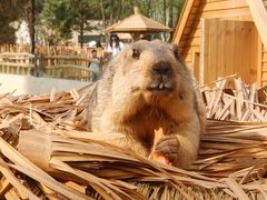-大青山野生动物园