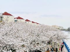 -高东镇樱花园