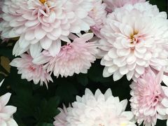 上海鲜花港-上海鲜花港