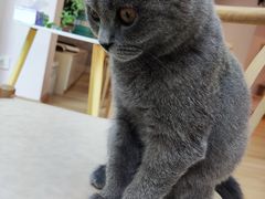 -猫咪派对(江南西店)