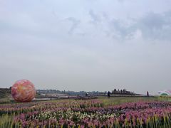 -空港花田景区