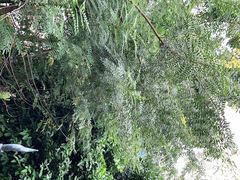 -森波拉奇妙世界