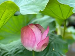 -陈家山荷花公园