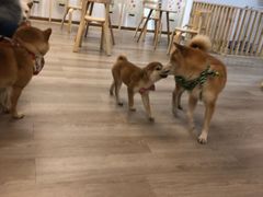 -柴迷FANS CLUB·柴犬狗咖·猫咖