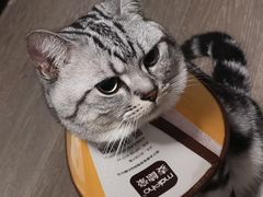 -萌兽医馆·宠物医院·猫骨科(创景店)