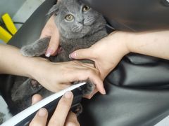 -宠福鑫康馨动物医院·骨科·眼科