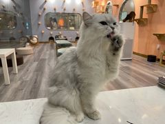 -BABIT巴比特宠物(MOMOPARK店)