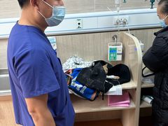 -北京观赏动物医院·24小时大型综合·猫专科·异宠专科