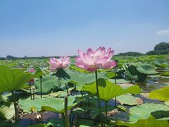 -白洋淀景区