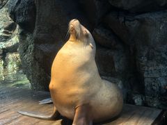 -大阪海游馆