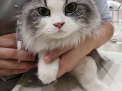-猫大福·Fortune Cat猫舍(百子湾店)