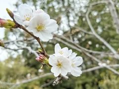 -顾村公园