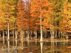 -白鹭湾湿地公园