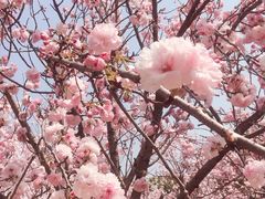 -天适樱花悠乐园