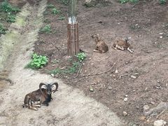 -安徽大青山野生动物世界