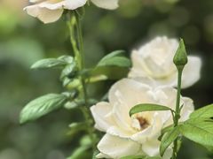 -OCT华侨城·北京