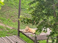 -西霞口神雕山野生动物世界