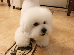 -瑞派·关忠动物医院·异宠专科·犬猫肿瘤·皮肤专科(望京店)