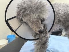 -美联众合动物医院·24h转诊中心