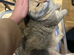 -Meowの猫咖(万家丽店)