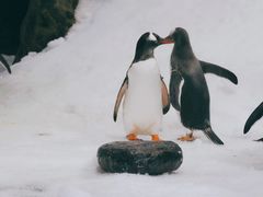 -悉尼海洋生物水族馆