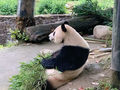 -都江堰中华大熊猫苑