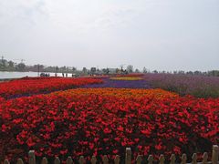 -荷兰花海