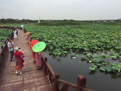 -荷塘月色湿地公园·向阳花洲