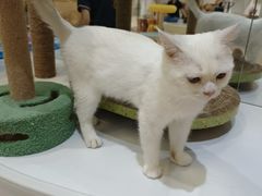 -COLOR PETS 撸猫馆·购猫·猫咖(长风大悦城店)