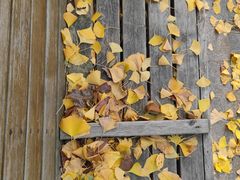 -长白岛森林公园