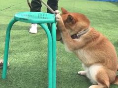-宠物寄养训练学校
