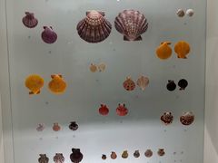 -青岛贝壳博物馆