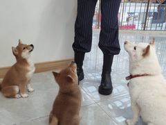 -柴犬小屋·柴餐厅·狗咖食堂(金鼎广场店)