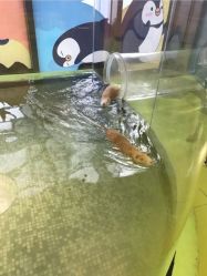-七巧国萌宠乐园(龙湖天街店)