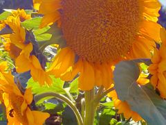 -长白岛森林公园