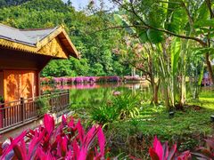 -西双版纳原始森林公园