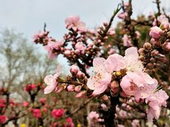 -南汇桃花村