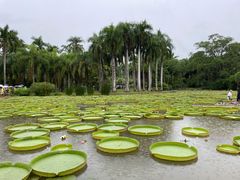 -中国科学院西双版纳热带植物园