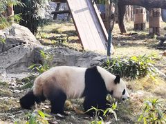 -武汉动物园
