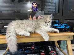 -唐小姐の猫狗洗护·购宠旗舰店(周浦万达店)