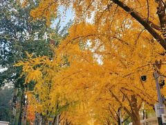 -三里屯东五街银杏大道