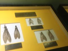 -上海昆虫博物馆