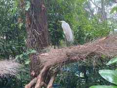 -广州长隆飞鸟乐园