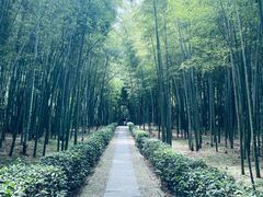 -大奇山国家森林公园