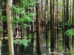 -桤木河湿地公园