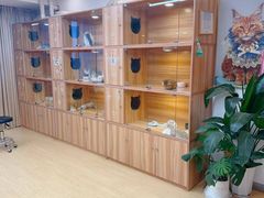 -猫十亿·布偶金渐层·曼基康矮脚猫舍(青年路店)