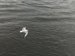 -阿芙乐尔号巡洋舰